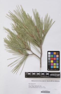 Pinus halepensis Mill