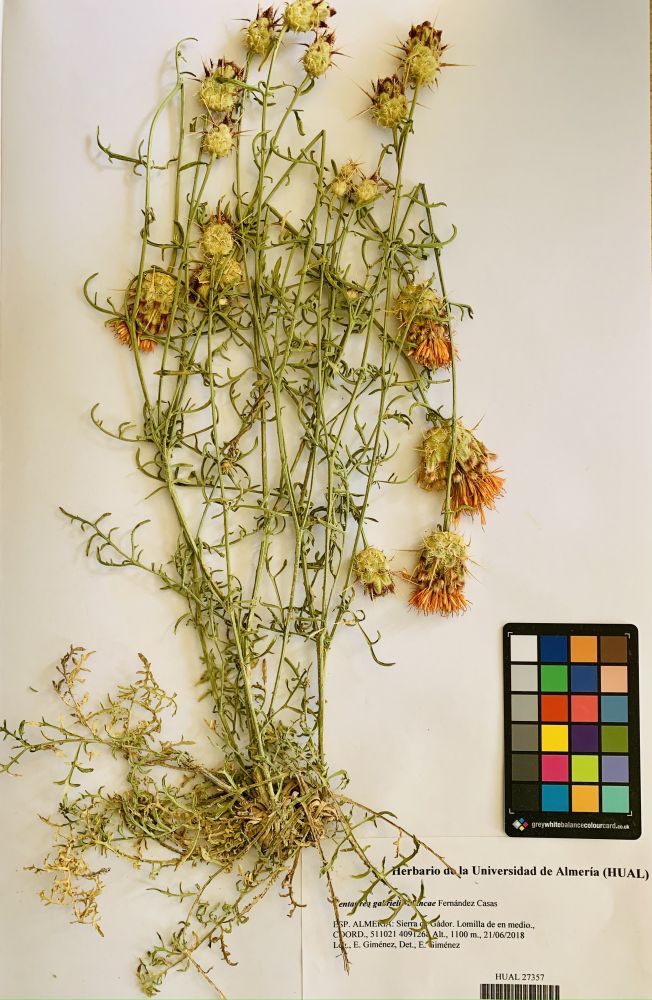Centaurea gabrielis-blancae Fernández Casas