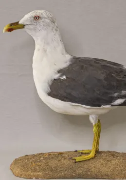 Gaviota sombría (joven)