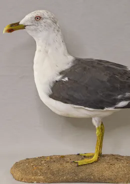 Gaviota sombría (joven)