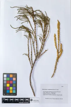 Halocnemum strobilaceum (Pall.) M. Bieb.