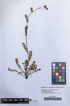 Sanguisorba minor subsp. magnolii (Spach) Cout. 