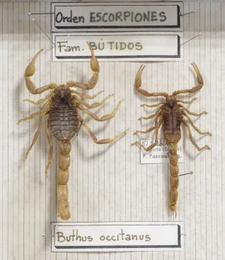 Escorpión amarillo o alacrán