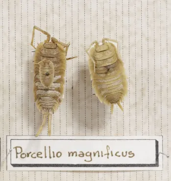 Cochinilla