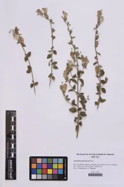 Antirrhinum hispanicum Chav.