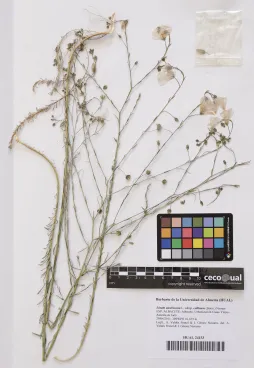 Linum austriacum (L.) subsp. collinum (Boiss.) Nyman