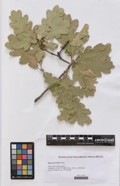 Quercus pyrenaica Willd.