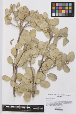 Quercus rotundifolia Lam.