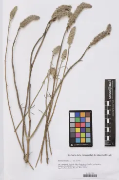 Sideritis lasiantha A. L. Juss. ex Pers.