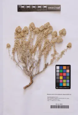 Teucrium dunense Sennen