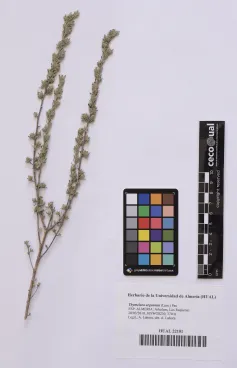 Thymelaea argentata (Lam.) Pau