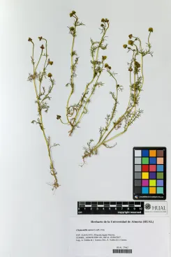 Chamomilla aurea (Loef) J. Gay ex Cross. & Kralik