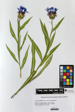 Centaurea triumfetti subsp. semidecurrens (Jord.) Dostál