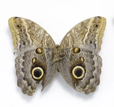 Mariposa búho 