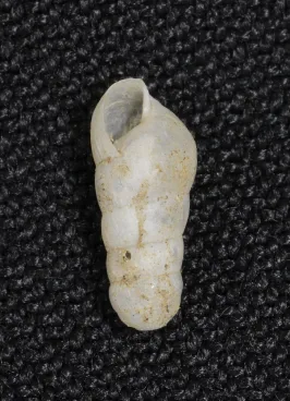 Caracol degollado