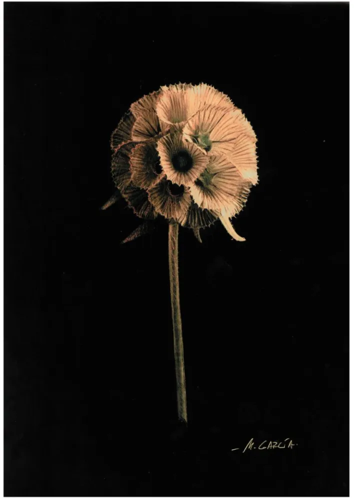 Scabiosa